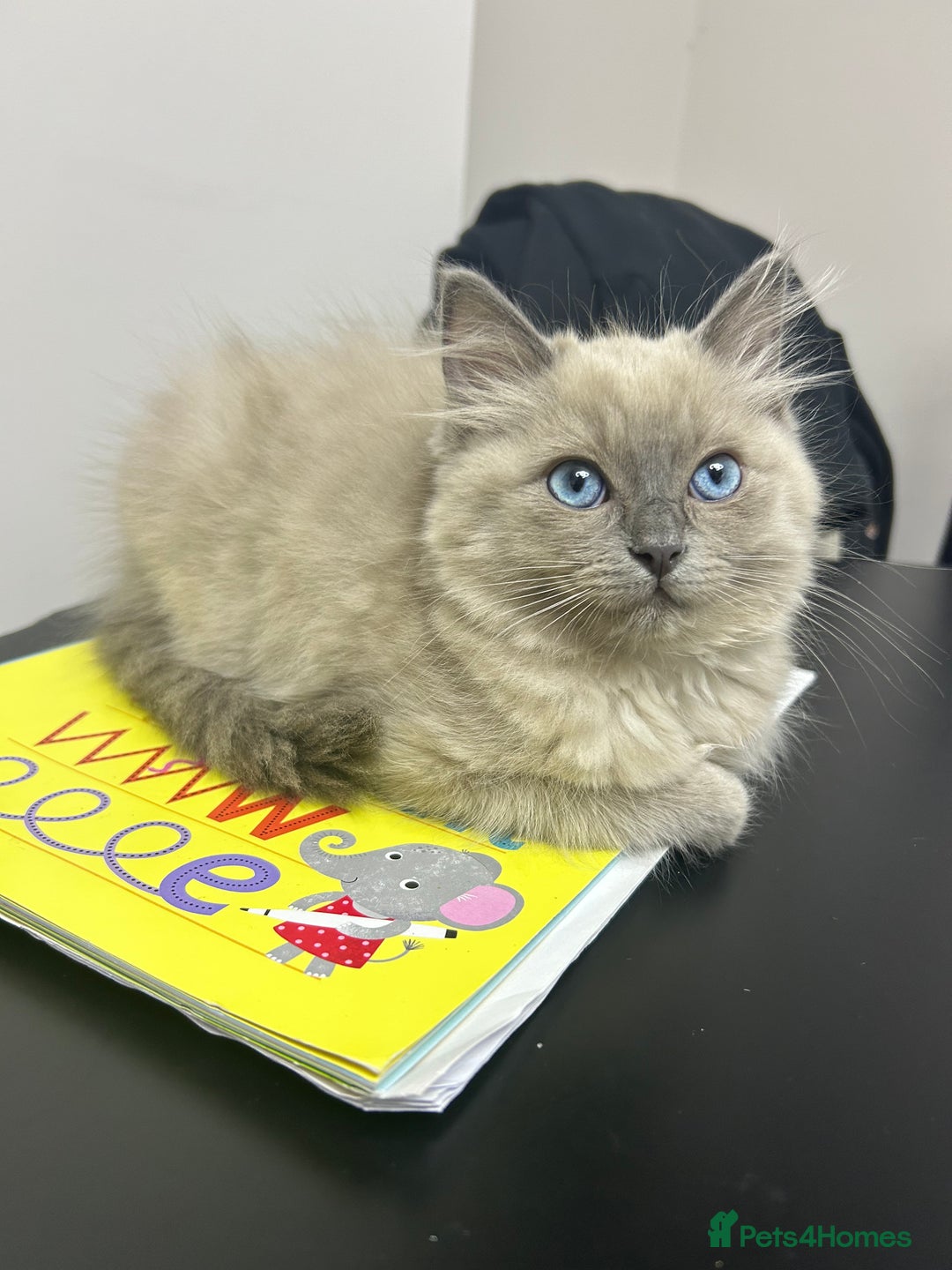 Ragdoll cats for sale: Ragdoll kittens ready to leave 6th August 🐱  - Image 7