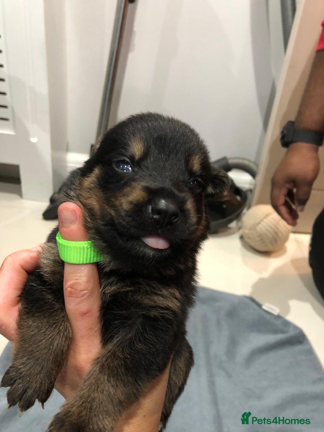 Mixed Breed dogs for sale: Rottweiler x German shepherd pupps - Advert 3