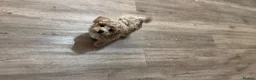 Poochon dogs for sale: 💫 Gorgeous Male Toy Poochon Puppy 💙 - Advert 14