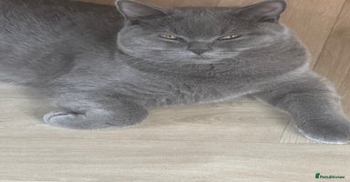 British Shorthair cats British shorthair - Advert 5