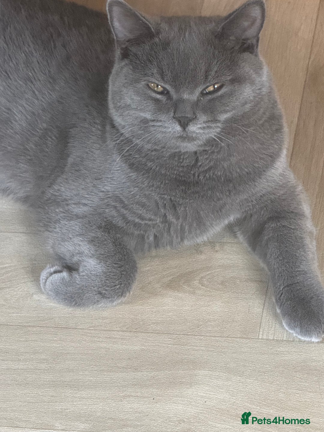 British Shorthair cats for sale: British shorthair - Image 2