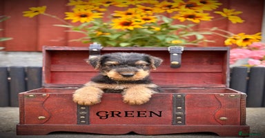 Airedale Terrier dogs - Advert 4