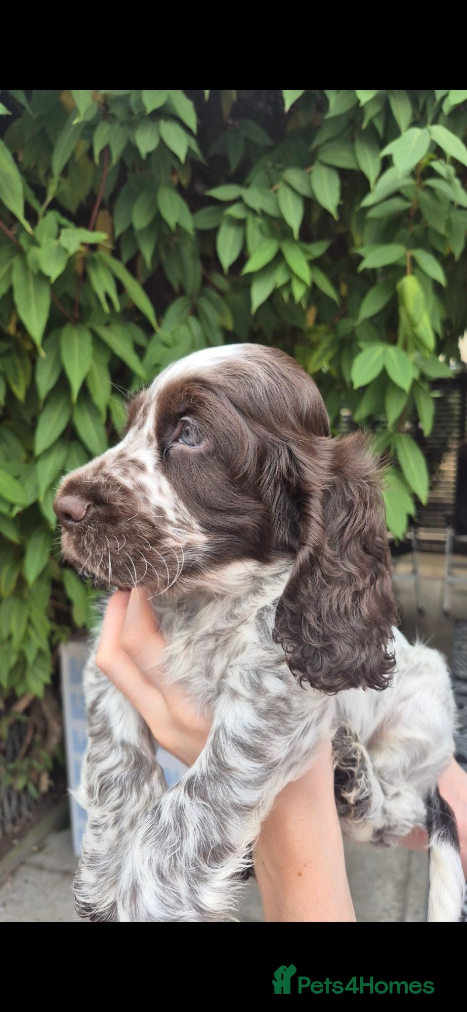 Cocker Spaniel dogs Show cocker spaniel  - Advert 2