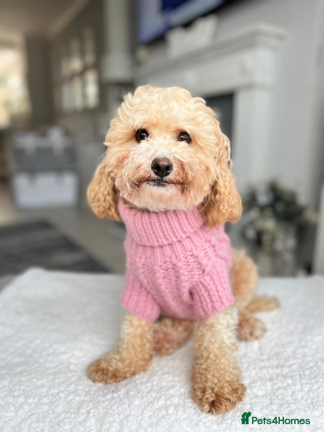 Cavapoochon dogs for sale: 5* Gorgeous F1b Cavapoochons - Image 13