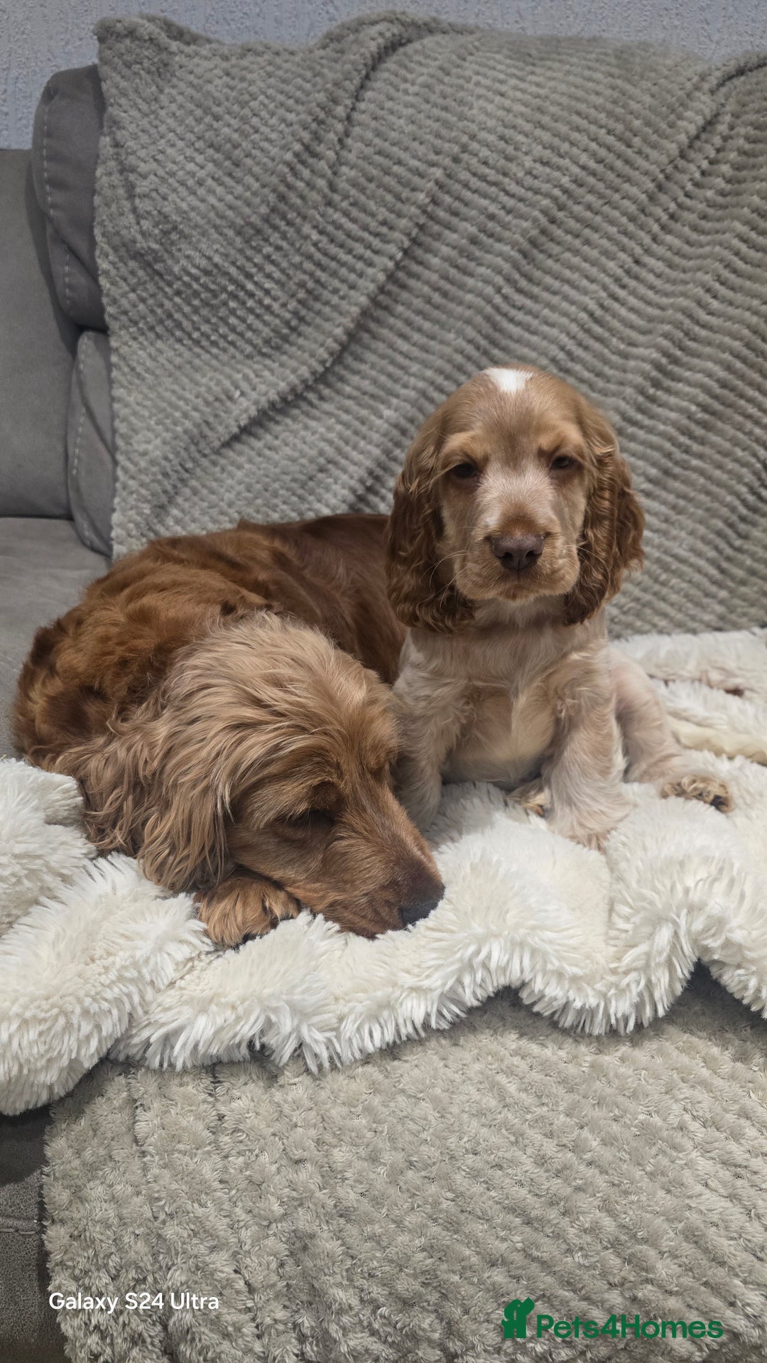 Cocker Spaniel dogs for sale: KC Health tested Show Type Orange Roan Cocker - Advert 5