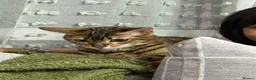 Bengal cats for sale: Sweet Bengal looking for her quiet & loving home - Advert 5