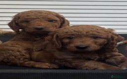 Cockapoo dogs for sale: Beautiful Fully health checked ready 22/09/2025 - Image 2