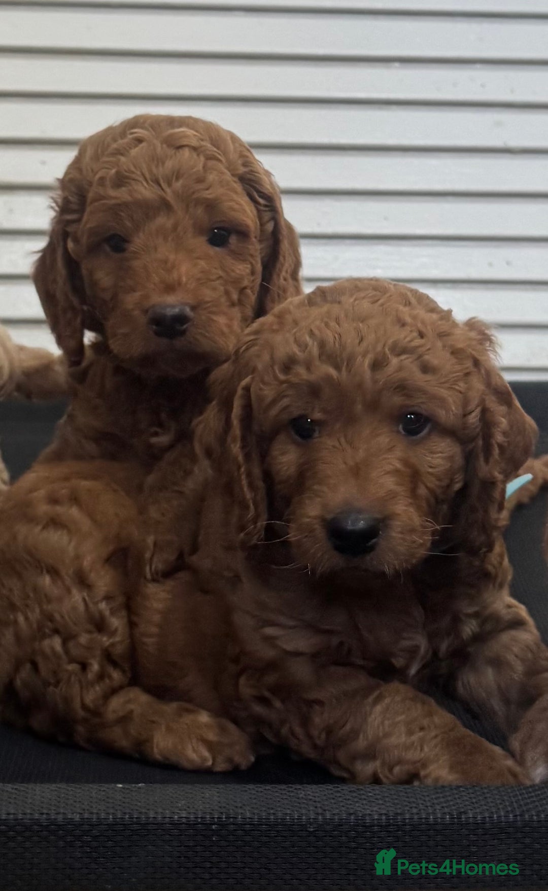 Cockapoo dogs for sale: Beautiful Fully health checked ready 22/09/2025 - Image 2