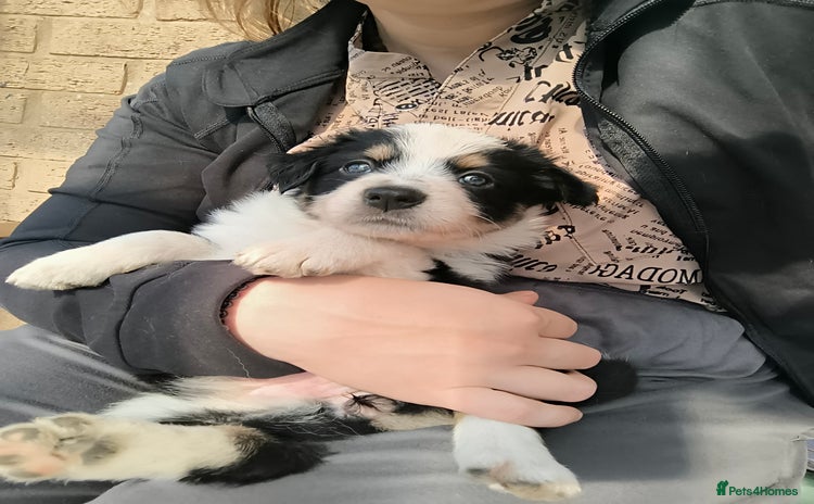 Border Collie dogs - Advert 1