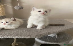 Ragdoll cats for sale: GCCF Seal point and bi colour Ragdoll Kittens - Image 37
