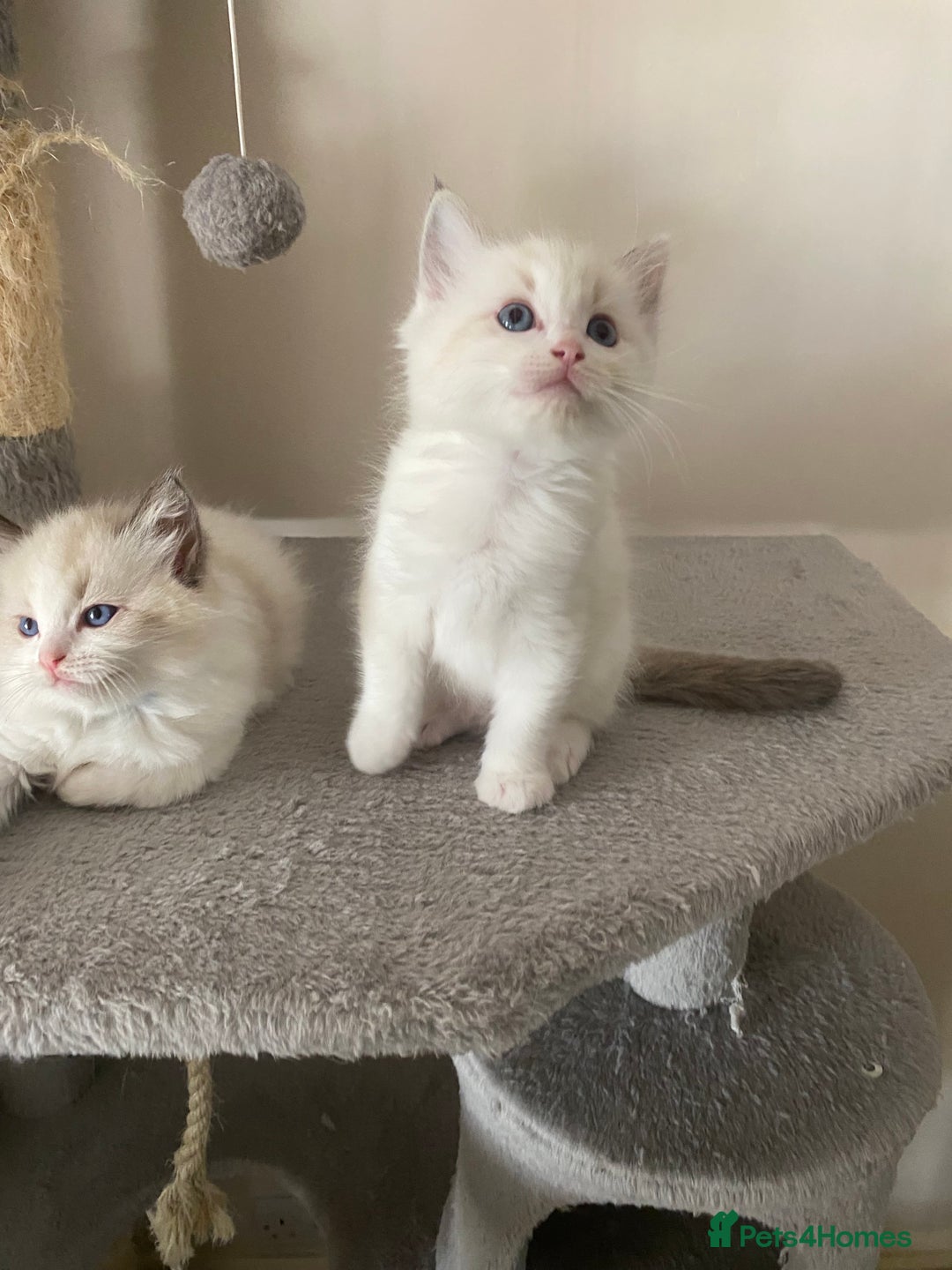 Ragdoll cats for sale: GCCF Seal point and bi colour Ragdoll Kittens - Image 37