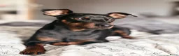 Miniature Pinscher dogs for stud: MINIATURE PINSCHER FOR STUD - Advert 9