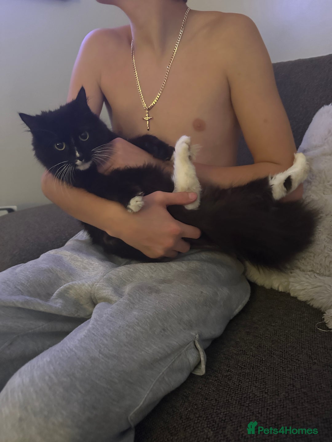 Mixed Breed cats for sale: Fluffy black and white kittens  - Image 2