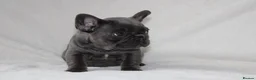 French Bulldog dogs for sale: 💜BLUEBELLE  THE LAST LITTLE BLUE GIRL 💜 - Advert 20