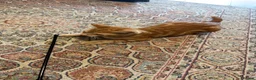 Bengal cats for sale: ginger - Advert 5