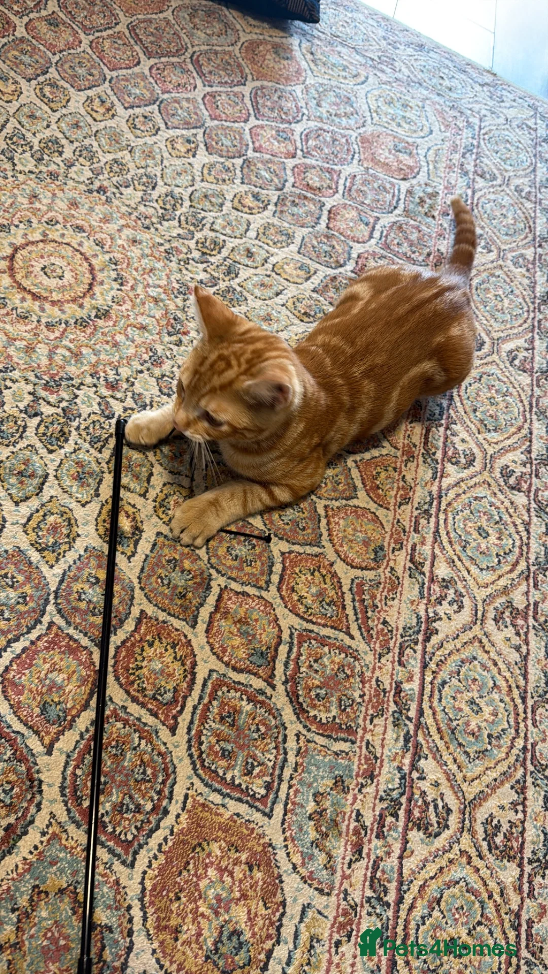 Bengal cats for sale: ginger - Advert 5