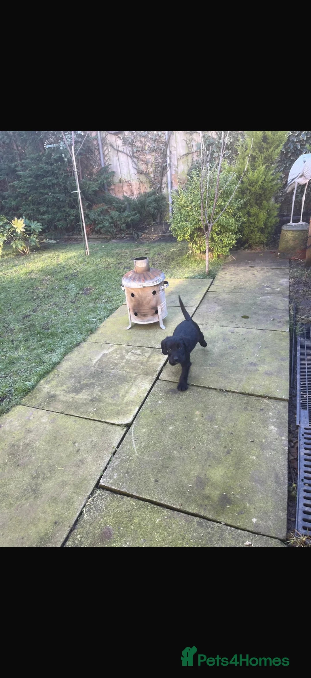 Mixed Breed dogs for sale: Bedlington x cocker  - Advert 2