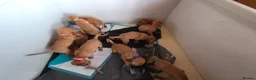 Hungarian Vizsla dogs for sale: Pedigree Hungarian Vizsla pups. Show/working/pet - Advert 2