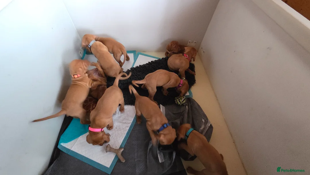 Hungarian Vizsla dogs for sale: Pedigree Hungarian Vizsla pups. Show/working/pet - Advert 2