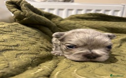 French Bulldog dogs for sale: 4 French bulldogs 2 fluffy - Image 2