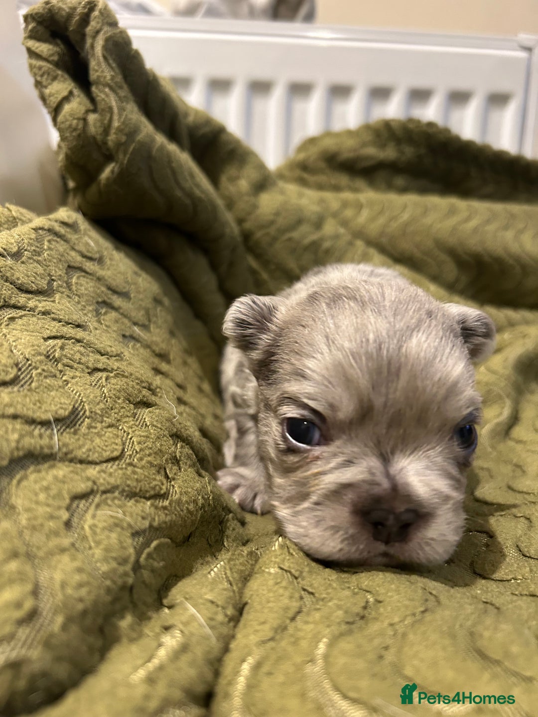 French Bulldog dogs for sale: 4 French bulldogs 2 fluffy - Image 2