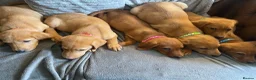 Labrador Retriever dogs for sale: Extensively health tested  Red Labrador puppies  - Advert 5
