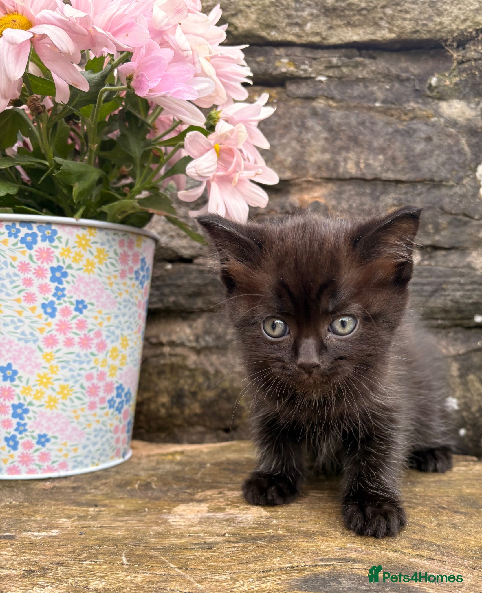 Ragdoll cats Half Ragdoll Kittens looking for new homes  - Advert 6