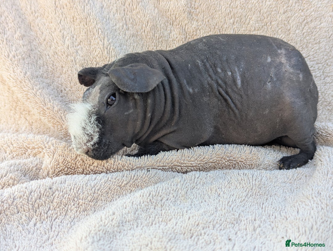 Guinea Pig rodents for sale: Skinny pig boar - Image 1