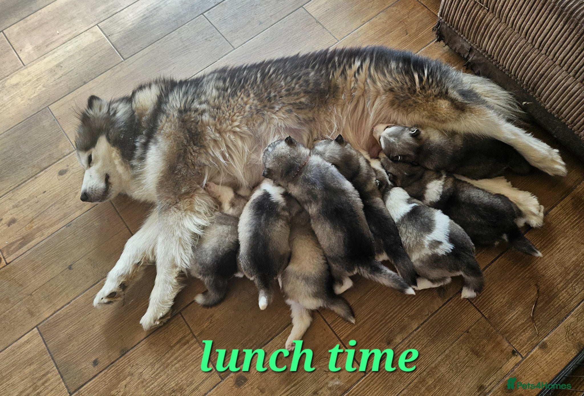 Alaskan Malamute dogs Full Alaskan Malamute puppies  - Advert 2