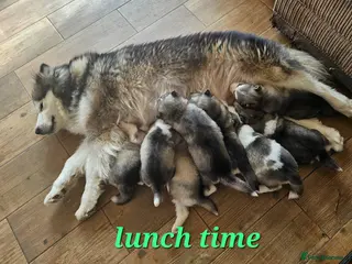 Alaskan Malamute dogs Full Alaskan Malamute puppies - Advert 2