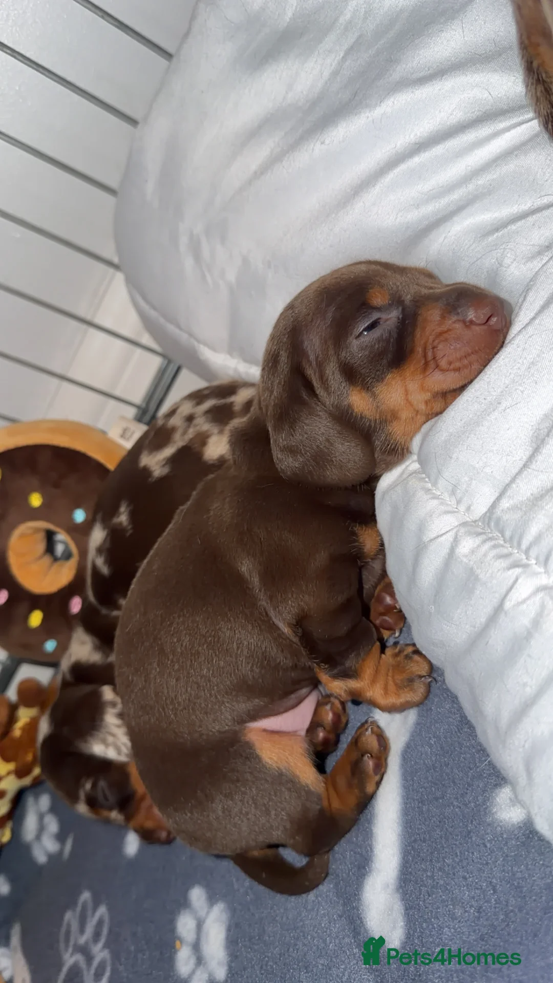 Miniature Dachshund dogs for sale: Miniature Dachshund pups - Advert 4