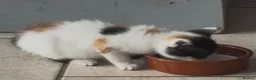 Mixed Breed cats for sale: Stunning calico girl available now - Advert 4