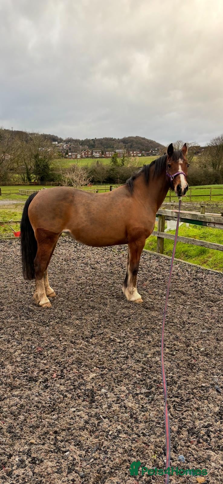 Welsh Section C horses 14hh Welsh C Mare FOR SALE  - Advert 1
