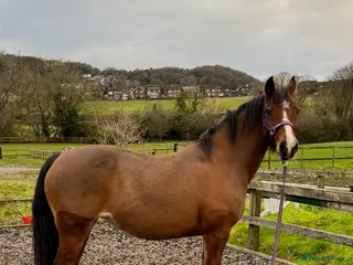 Welsh Section C horses 14hh Welsh C Mare FOR SALE - Advert 1