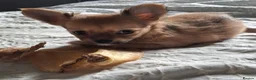 Chihuahua dogs for sale: 3 chihuahua boys for sale  in Kettering - Advert 3