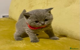 British Shorthair cats for sale: 💕Pure BSH Kittens – Family Raised, Ready December - Image 8