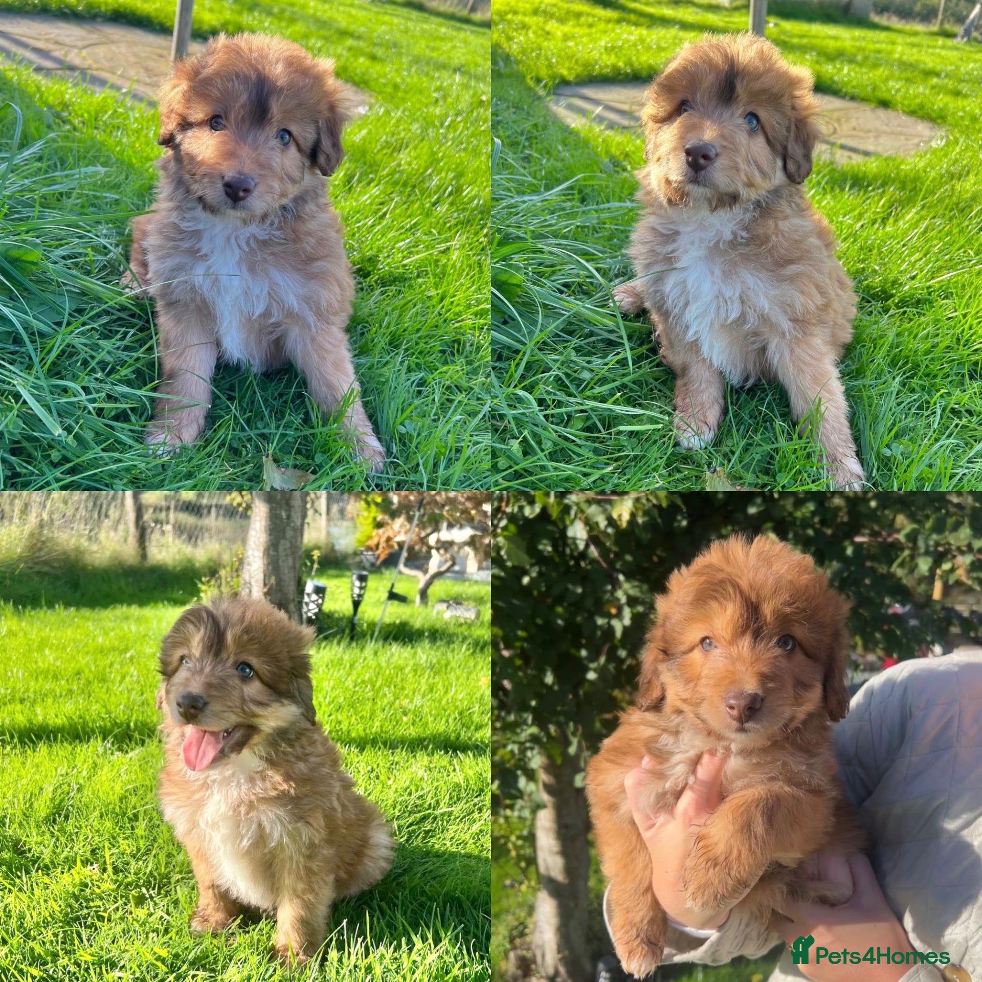 Bordoodle dogs LAST 1! OUTSTANDING SABLE BORDOODLE🧸 - Advert 1