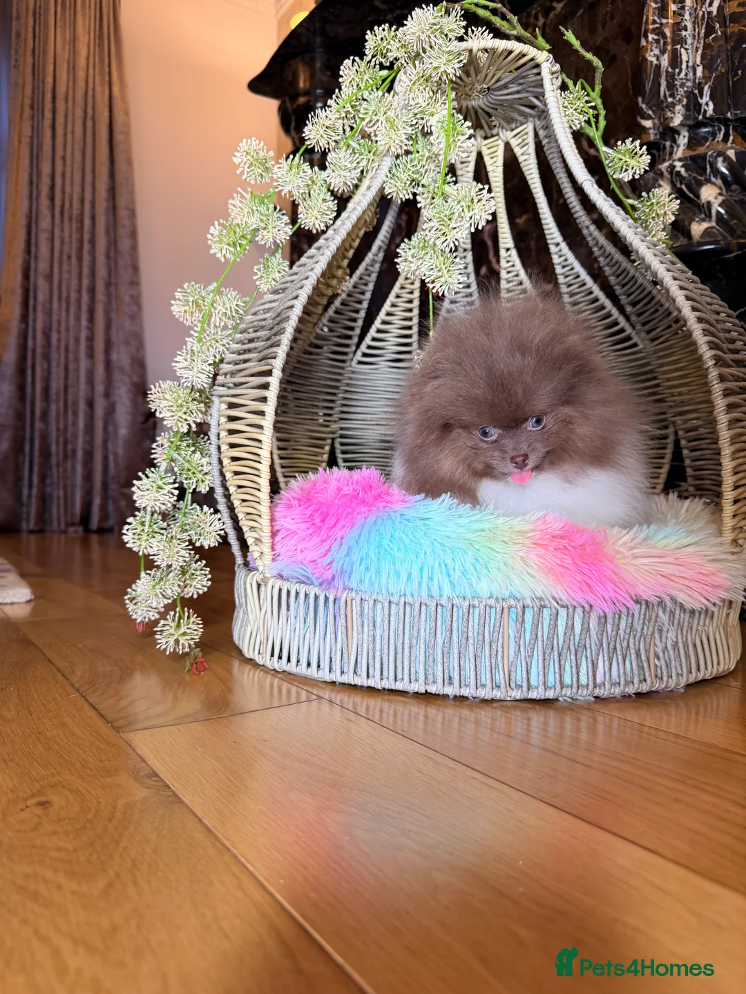 Pomeranian dogs for sale: Cute Pomeranian Boys and Girls  - Advert 30