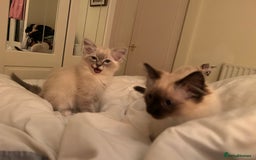 Ragdoll cats for sale: Pedigree Blue & Seal Ragdoll kittens in Oswestry - Image 9