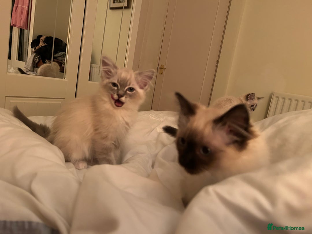 Ragdoll cats for sale: Pedigree Blue & Seal Ragdoll kittens in Oswestry - Image 9