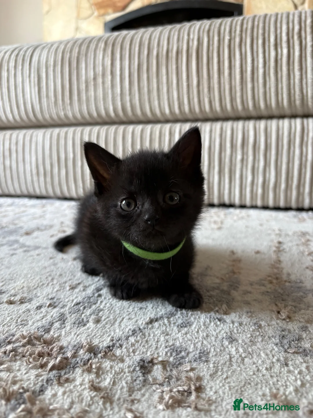 Mixed Breed cats for sale: 4 Black Kittens for Sale - Advert 2