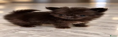 Dinkie