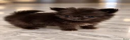 Mixed Breed dogs for sale: EXQUISITE micro Malchi pups DWKC reg 5* licensed - Advert 4