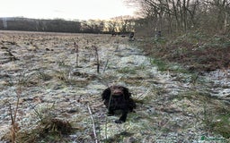 Cocker Spaniel dogs for sale: Cocker spaniel puppies  - Image 6