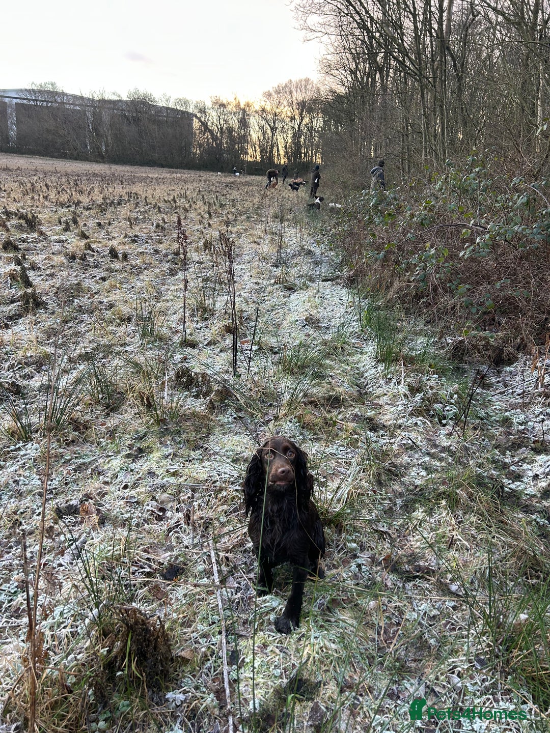 Cocker Spaniel dogs for sale: Cocker spaniel puppies  - Image 6