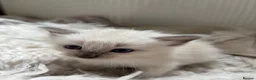 Ragdoll cats for sale: 7 Gorgeous ragdoll cross kittens 🤍 - Advert 2