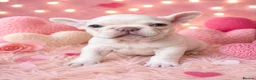 French Bulldog dogs for sale: Adorable French bulldog pups for sale  in Ware - Advert 6