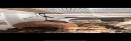 Cockroaches invertebrates for sale: Madagascan Cockroaches in Gloucester - Advert 1
