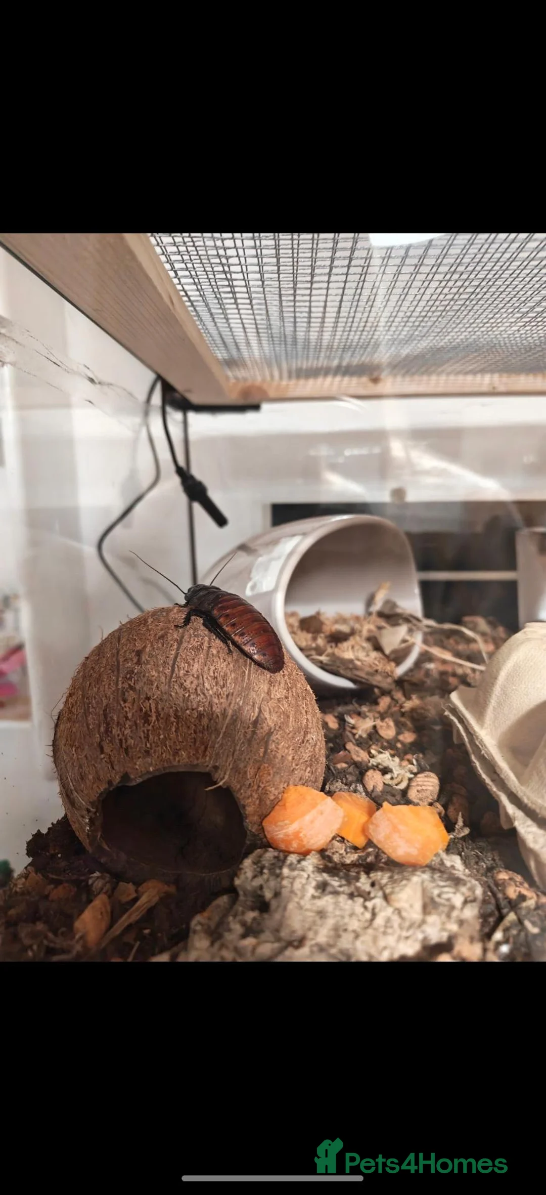 Cockroaches invertebrates for sale: Madagascan Cockroaches in Gloucester - Advert 1