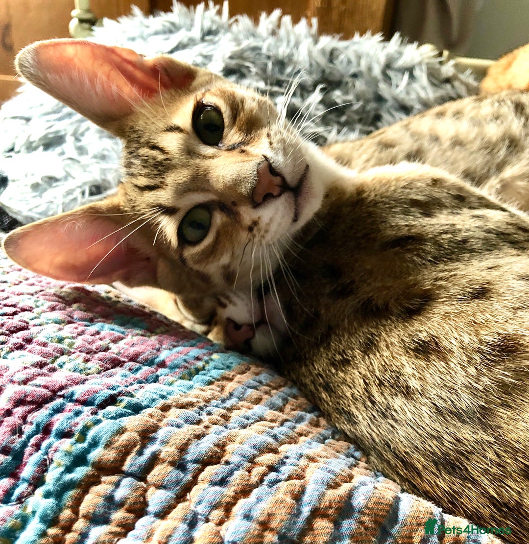 Savannah cats for sale: Beautiful full pedigree savannah kittens  - Advert 21